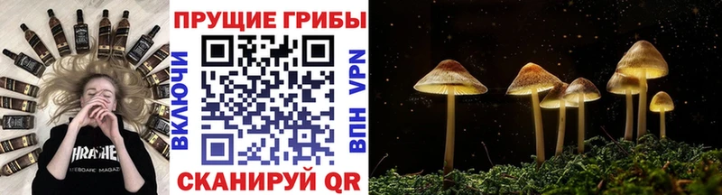 Купить где  Углегорск  Галлюциногенные грибы Psilocybe 